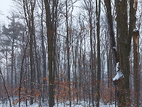 73572LeUsmCr - Walking in Clayt French Park with Chester on a snowy morning   Each New Day A Miracle  [  Understanding the Bible   |   Poetry   |   Story  ]- by Pete Rhebergen